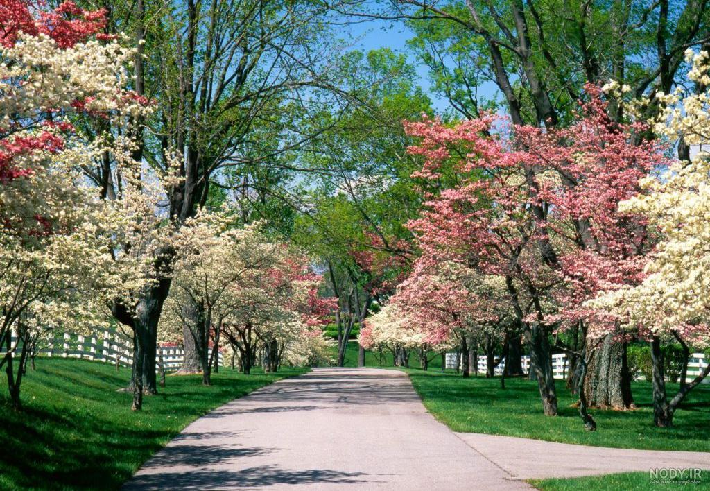 منظره پس زمینه بهاری spring wallpaper photo aks منظره پس زمینه بهاری spring wallpaper photo aks