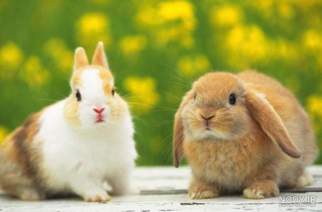 نازترین بچه خرگوش سفید جهان cute white rabbit نازترین بچه خرگوش سفید جهان cute white rabbit