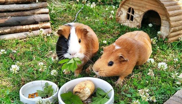 نژاد های خوکچه هندی نژاد های خوکچه هندی