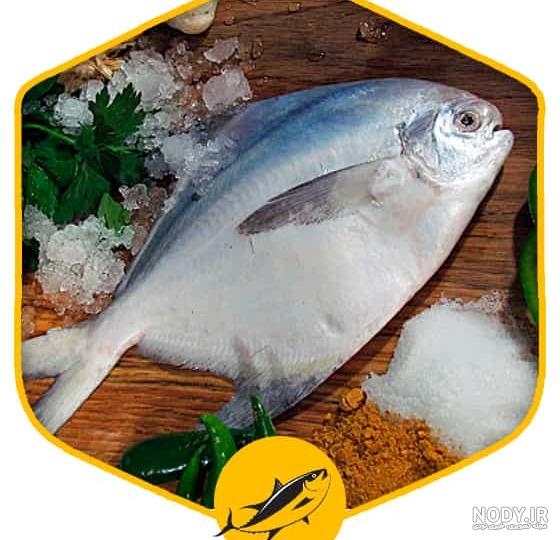 همه چیز درباره ی پرورش و نگهداری ماهی حلوا همه چیز درباره ی پرورش و نگهداری ماهی حلوا