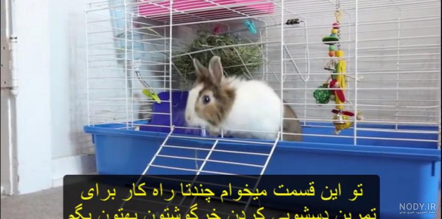 وسایل و شرایط نگهداری از خرگوش در خانه[+معرفی نژادهای مختلف] - پت98