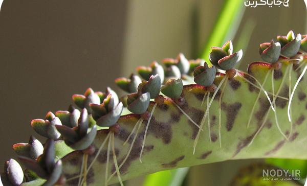 کاکتوس اشک تمساح با نام علمی Kalanchoe Daigremontiana کاکتوس اشک تمساح با نام علمی Kalanchoe Daigremontiana