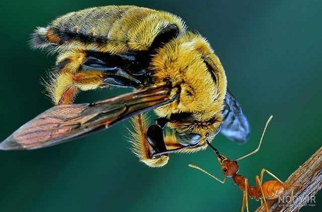 کدام حیوان قوی تر است؟! (عکس)