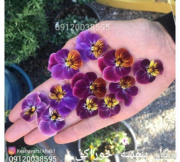 گل بنفشه🌸 - عکس ویسگون گل بنفشه🌸 - عکس ویسگون