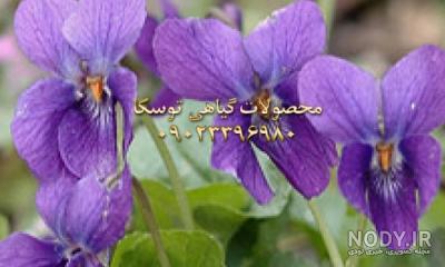 گُل ونوشه گُل ونوشه