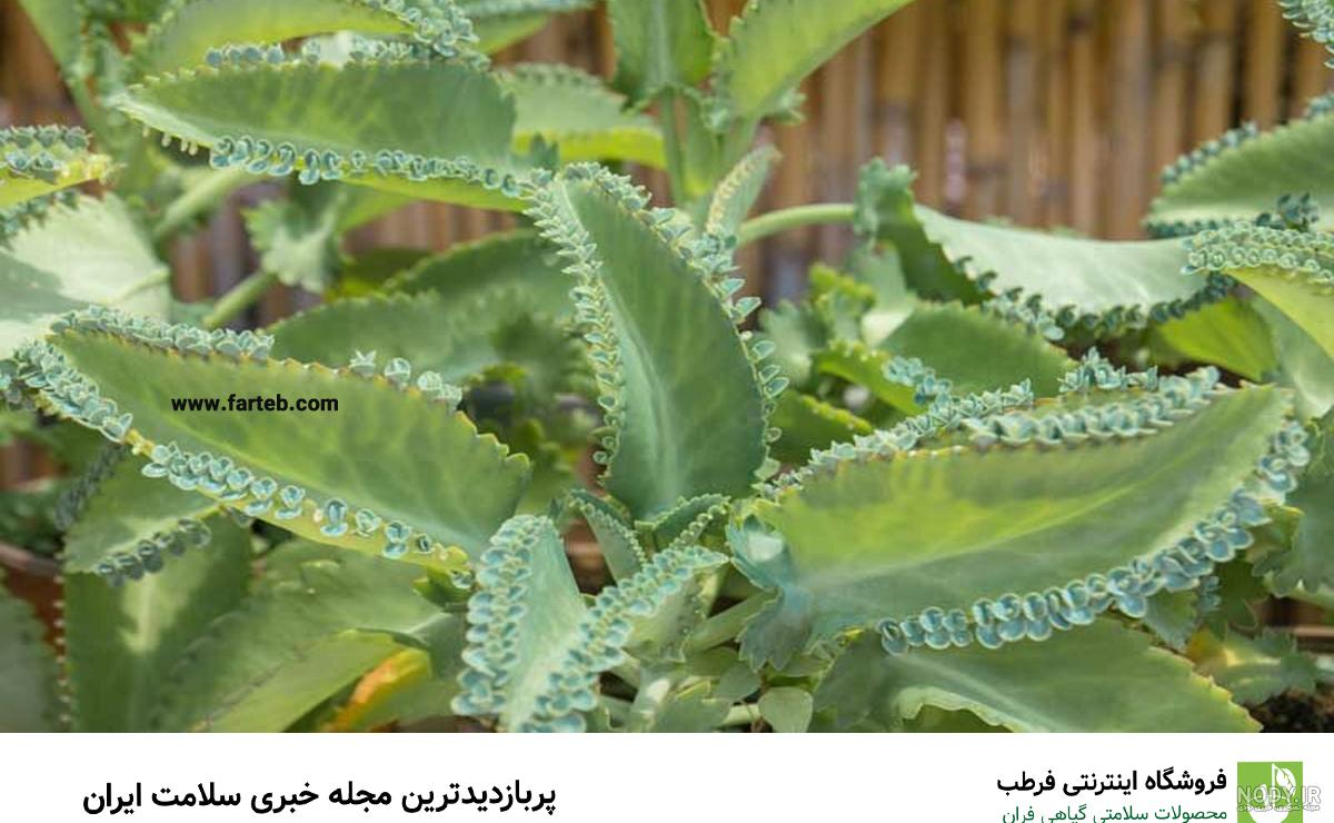 گیاه آپارتمانی گیاه بریونیلُم یا اشک عروس (اشک تمساح) نگهداری و مراقبت گیاه آپارتمانی گیاه بریونیلُم یا اشک عروس (اشک تمساح) نگهداری و مراقبت