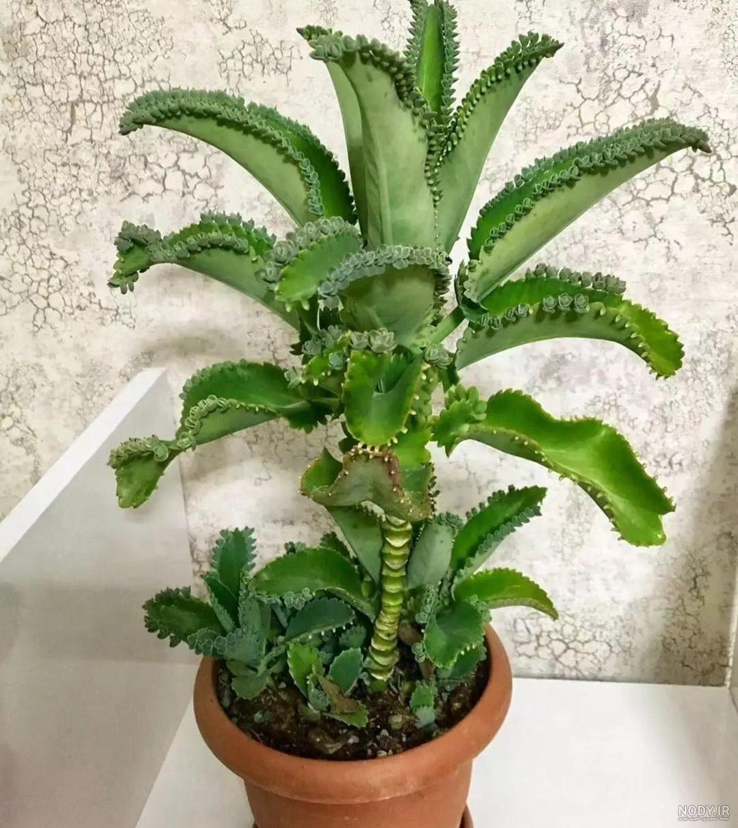 گیاه اشک تمساح(Mother Of Thousands) :نکات تخصصی( رشد|نگهداری|پرودش) گیاه اشک تمساح(Mother Of Thousands) :نکات تخصصی( رشد|نگهداری|پرودش)