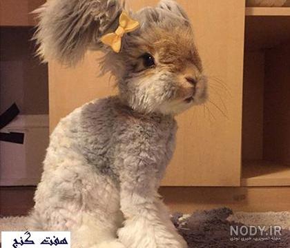 ۲۱ عکس خرگوش فانتزی شاد و غمگین برای پروفایل - ستاره ۲۱ عکس خرگوش فانتزی شاد و غمگین برای پروفایل - ستاره
