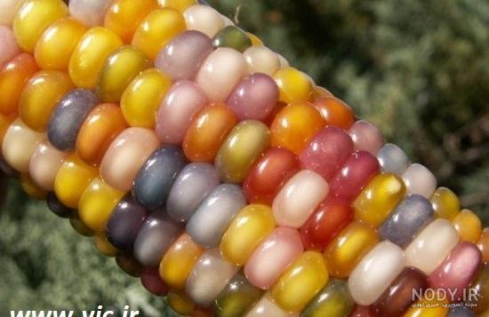 آموزش کار با خمیر چینی/ آموزش ساخت ذرت با استفاده از خمیر چینی ^_^