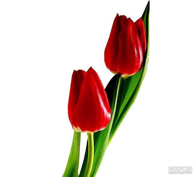 جدیدترین عکس های گل لاله جدیدترین عکس های گل لاله