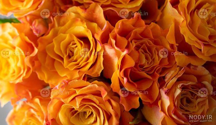 جعبه گل رز زرد 212 - گل فروشی آنلاین دل 09129410059 جعبه گل رز زرد 212 - گل فروشی آنلاین دل 09129410059