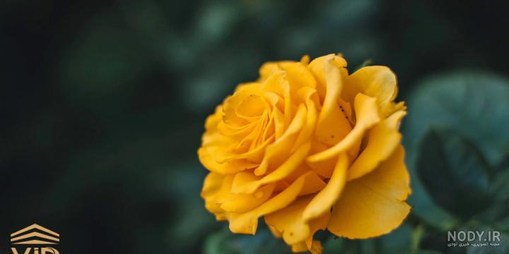 دانلود عکس از نزدیک دسته گل رز زرد نارنجی در گلدان شیشه ای | اوپیک دانلود عکس از نزدیک دسته گل رز زرد نارنجی در گلدان شیشه ای | اوپیک