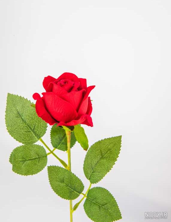 دانلود عکس دسته گل رز قرمز عروس