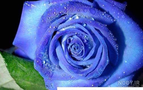 دسته گل رز رنگارنگ عروس bouquet roses colorfull دسته گل رز رنگارنگ عروس bouquet roses colorfull