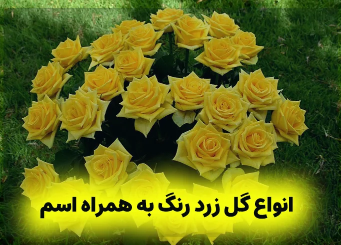 دسته گل زرد 🌻| خرید گل رز زرد | باکس گل با تم رنگی زرد | VIP دسته گل زرد 🌻| خرید گل رز زرد | باکس گل با تم رنگی زرد | VIP