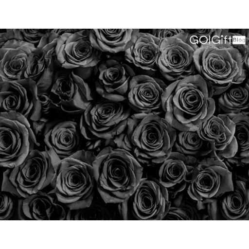 روش تولید گل رز سیاه و معنی و نماد آن |گُل‌سِتان