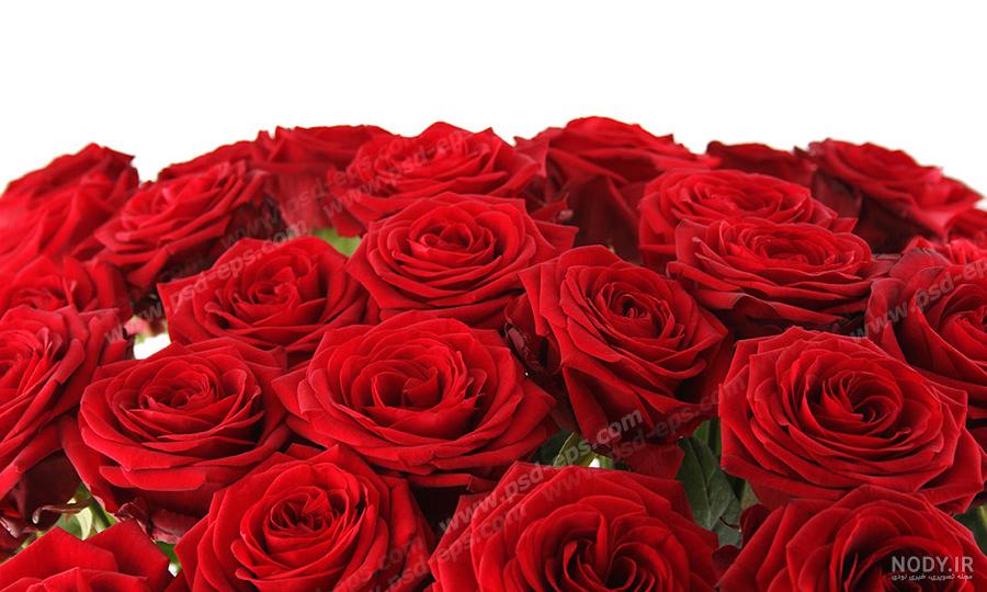 سفارش آنلاین دسته گل رز نبات برای مناسبت های عاشقانه | گل فروشی انگور سفارش آنلاین دسته گل رز نبات برای مناسبت های عاشقانه | گل فروشی انگور