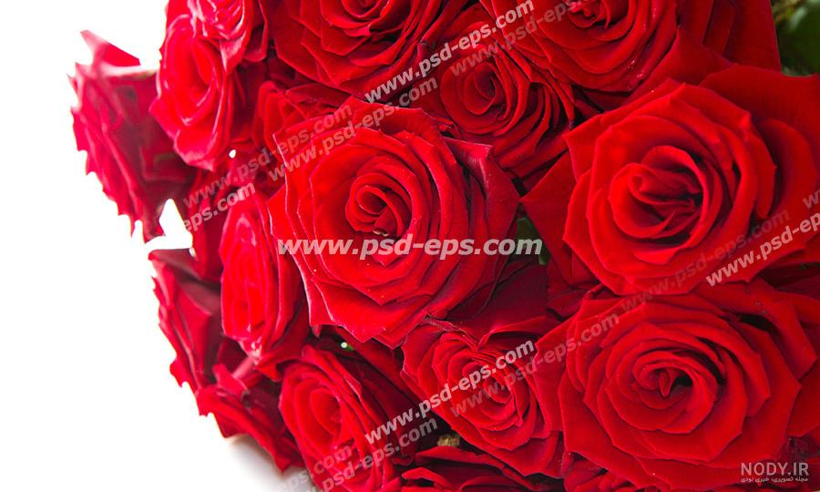 عکس دسته گل بزرگ رز - عکس نودی عکس دسته گل بزرگ رز - عکس نودی