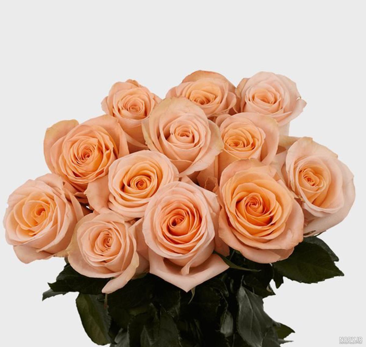 عکس دسته گل رز گلبهی عکس دسته گل رز گلبهی