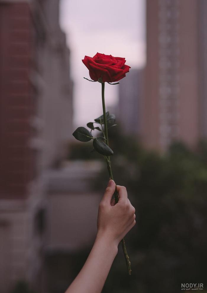 عکس دسته گل قرمز زیبا عکس دسته گل قرمز زیبا