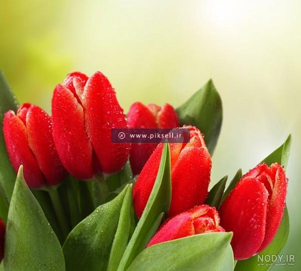 عکس دسته گل لاله سفید ️ [ بهترین تصاویر ]