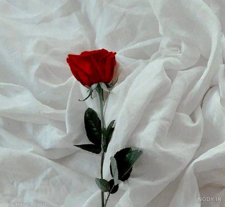 عکس عاشقانه با گل تو ماشین