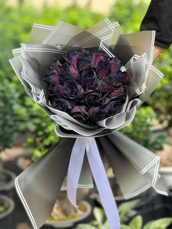 عکس گل رز مشکی طبیعی با کیفیت بالا عکس گل رز مشکی طبیعی با کیفیت بالا
