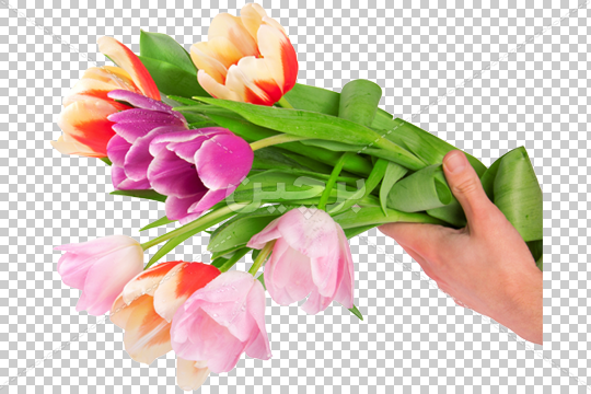 عکس گل لاله زرد عکس گل لاله زرد
