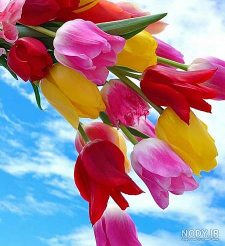 عکس گل لاله | مجموعه تصاویر زیبا از گل های لاله قرمز و زرد عکس گل لاله | مجموعه تصاویر زیبا از گل های لاله قرمز و زرد