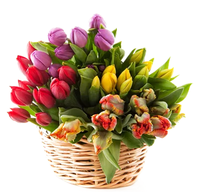 معرفی گل لاله زرد+ نماد و نگهداری آن مجله گل و گیاه VIP Shop معرفی گل لاله زرد+ نماد و نگهداری آن مجله گل و گیاه VIP Shop