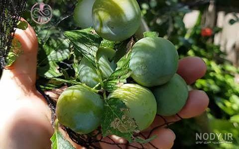 نمونه هایی از تزئین گوجه فرنگی - مجله تصویر زندگی نمونه هایی از تزئین گوجه فرنگی - مجله تصویر زندگی
