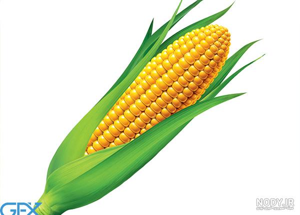 چگونه ذرت مناسب پاپ کورن یا پفیلا کاشته و پرورش دهیم