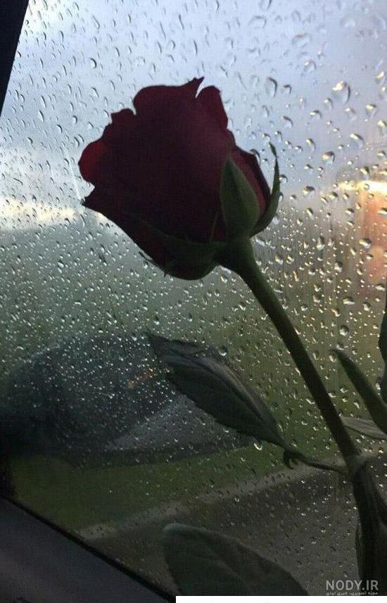 گالری عکس گل رز مشکی؛ ۲۹ عکس خاص و محشر برای پروفایل - ستاره