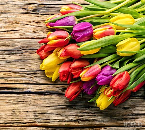 گالری عکس گل لاله؛ ۴۱ عکس زیبا برای پروفایل و بک‌گراند گوشی - ستاره