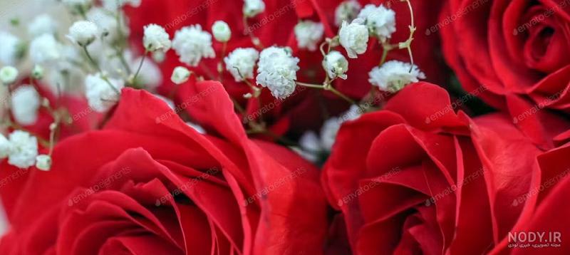 عکس دوربری گل رز