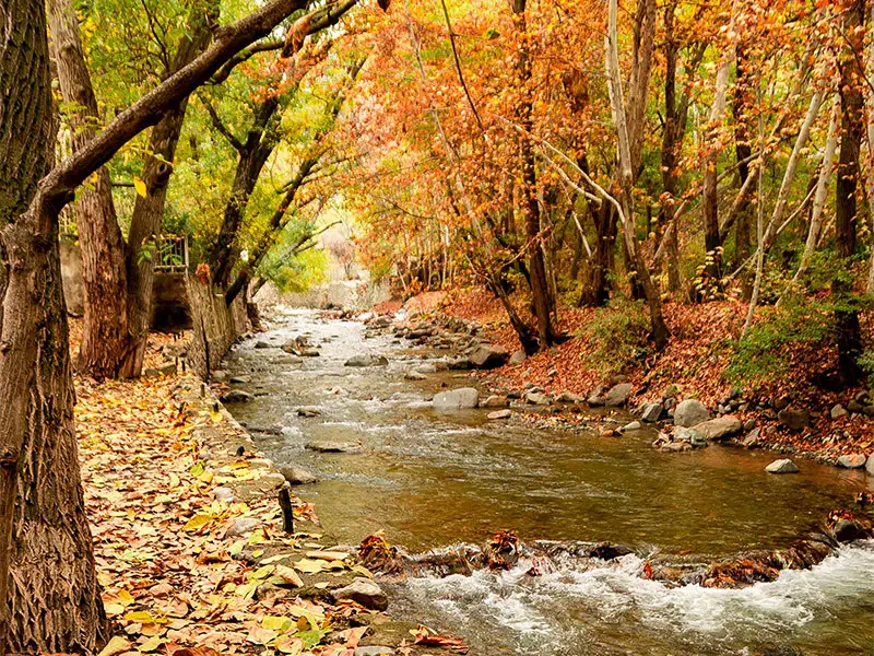 عکس برگ پاییزی با کیفیت بالا