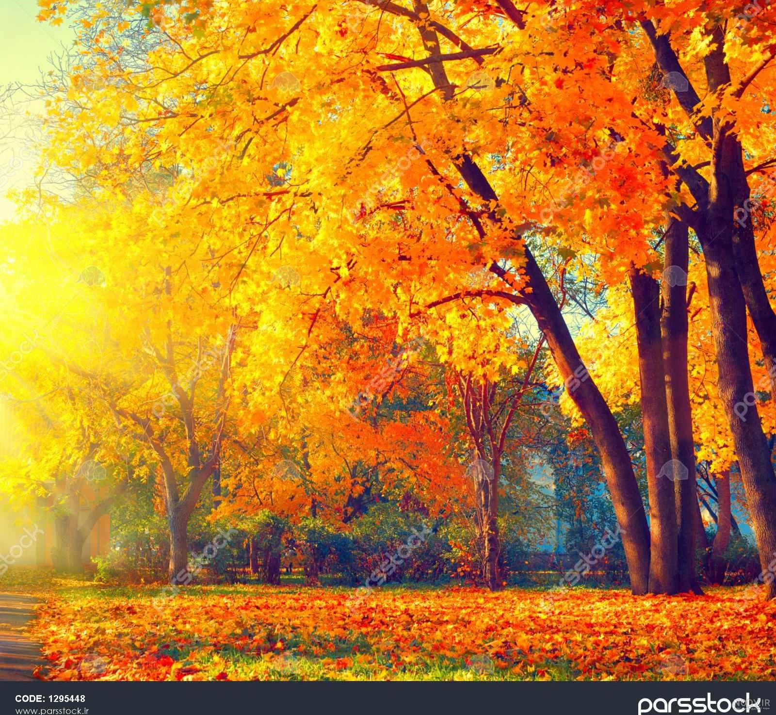 عکس برگ پاییزی با کیفیت بالا