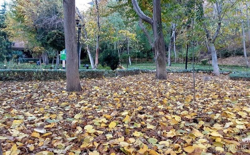 عکس برگ پاییزی با کیفیت بالا