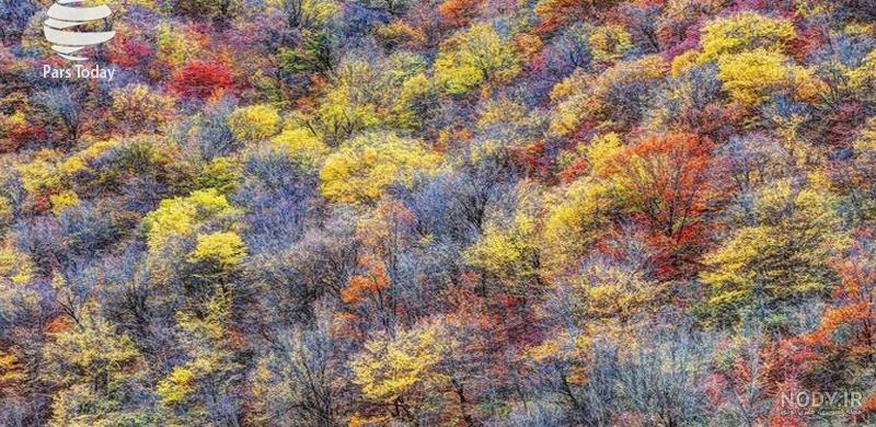 عکس برگ پاییزی با کیفیت بالا