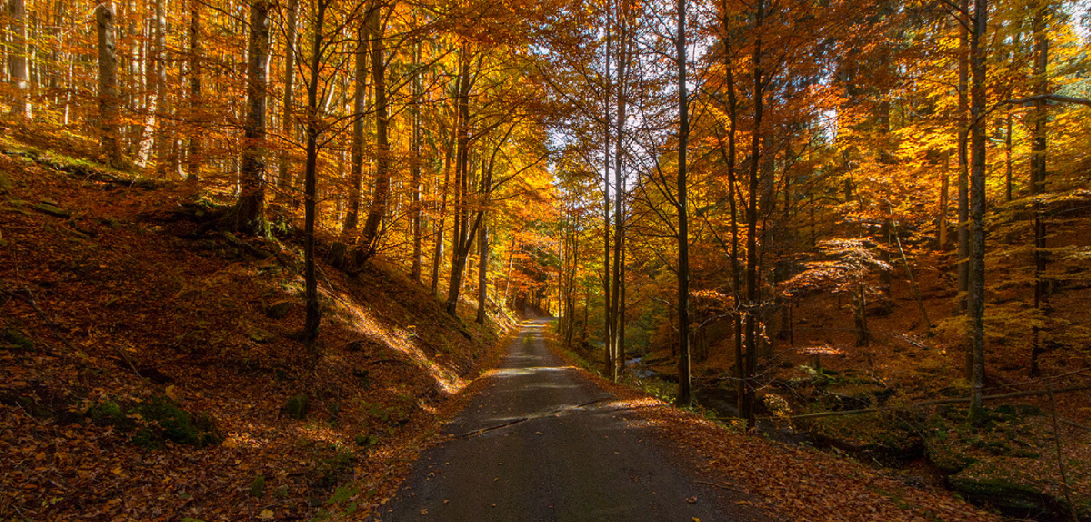 عکس برگ پاییزی با کیفیت بالا