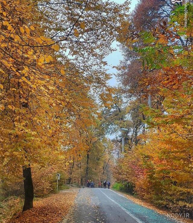 عکس برگ پاییزی با کیفیت بالا