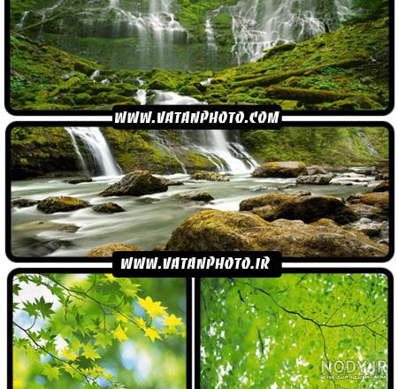 عکس و تصویر با کیفیت بالا و زیبای جنگل رویایی با گلبرگ های روی زمین و درخت های سرسبز پوشیده شده از سرخس - لایه باز طرح آماده psd - eps عکس و تصویر با کیفیت بالا و زیبای جنگل رویایی با گلبرگ های روی زمین و درخت های سرسبز پوشیده شده از سرخس - لایه باز طرح آماده psd - eps