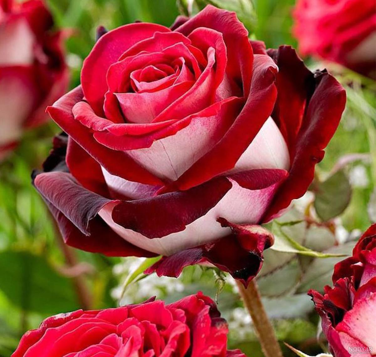 25 عکس گل رز قرمز عاشقانه برای پروفایل + رز قرمز نشانه چیست؟ 25 عکس گل رز قرمز عاشقانه برای پروفایل + رز قرمز نشانه چیست؟