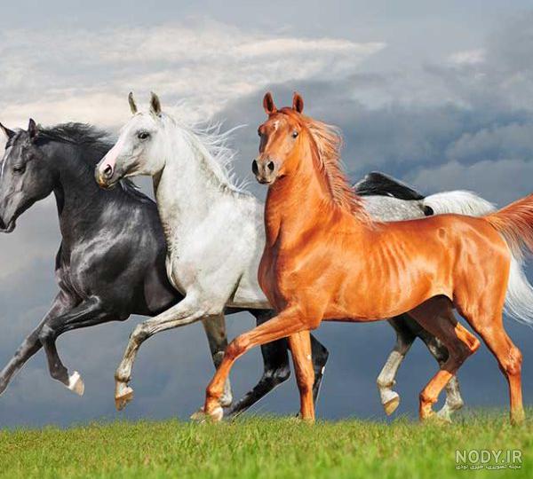 اسب سفید اسب eriskay توسط OffiDocs برای