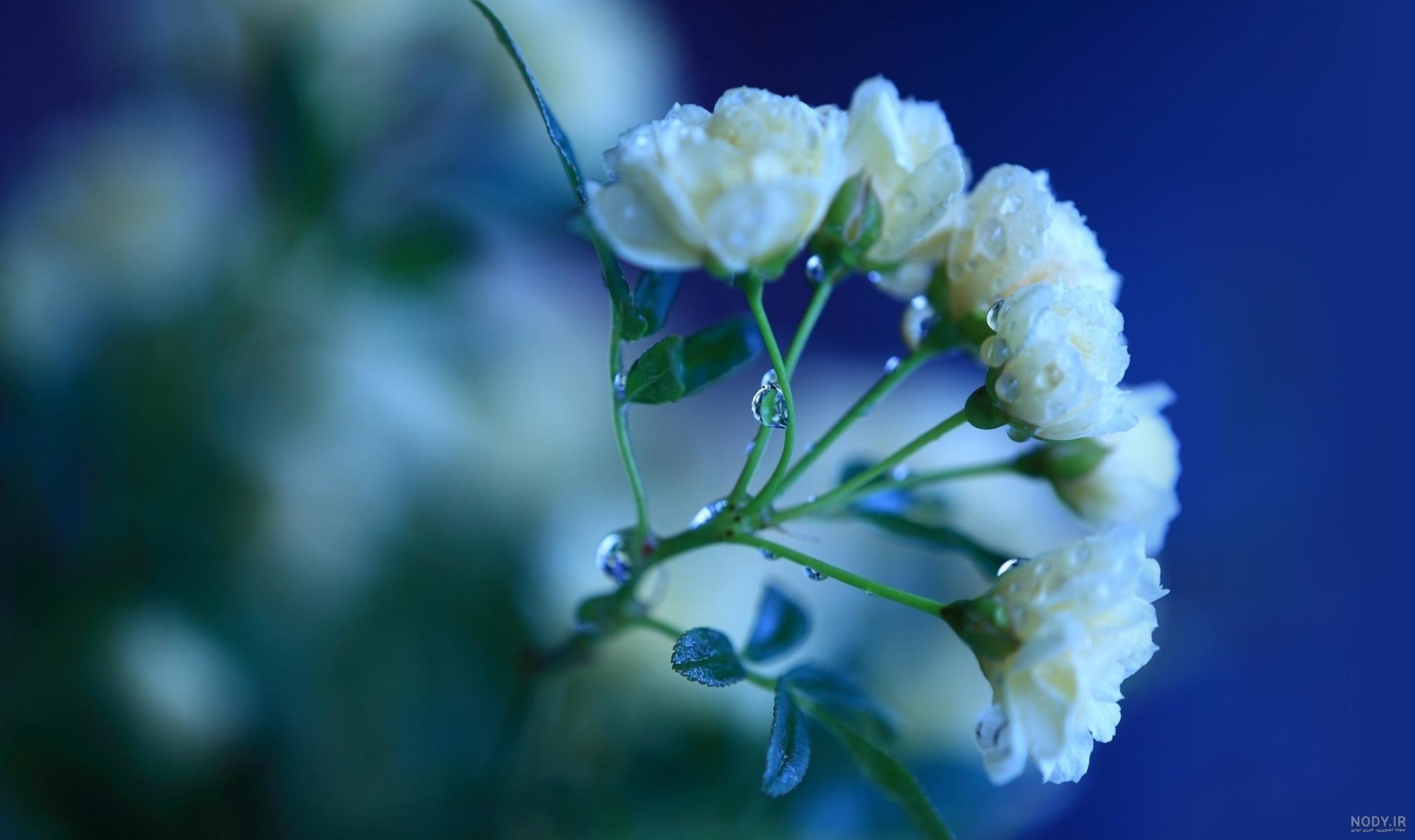 عکس رز سفید زیبا