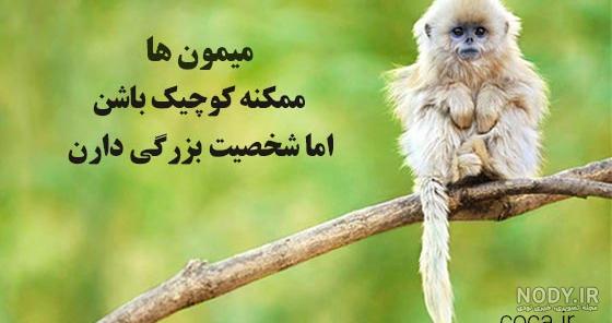 عکس میمون با کیفیت بالا