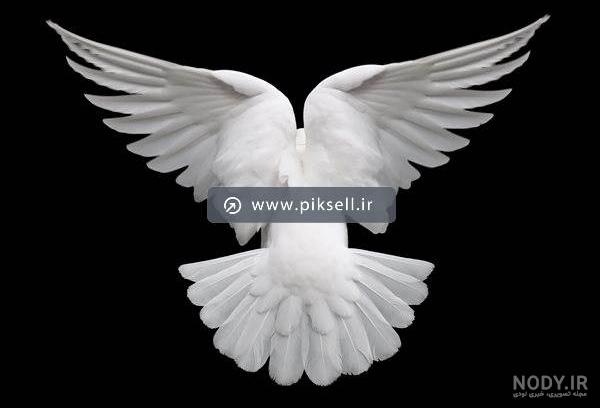 عکس پس زمینه گل سفید عکس پس زمینه گل سفید