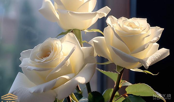 عکس گل رز سفید عکس گل رز سفید