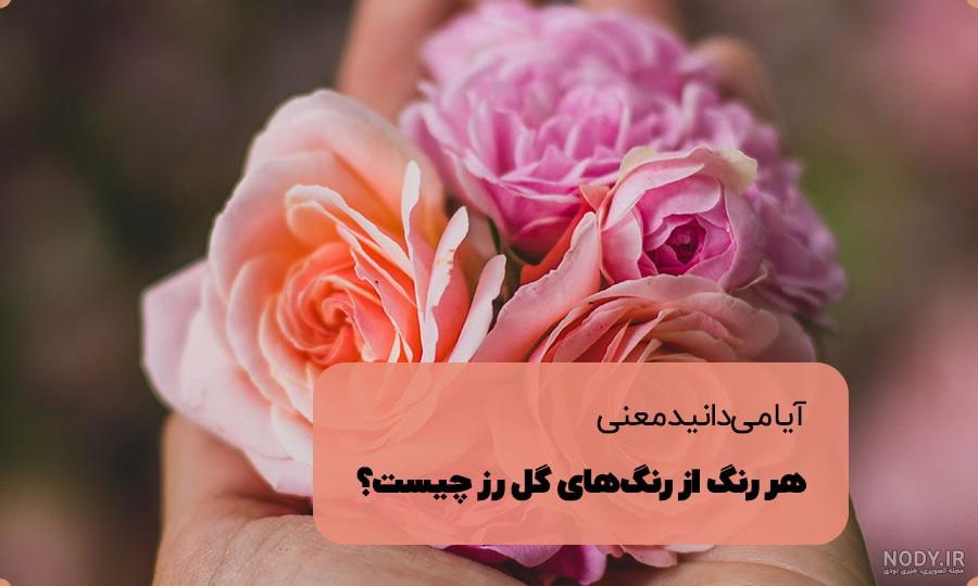 عکس گل های رز سفید و زیبا با کیفیت بالا عکس گل های رز سفید و زیبا با کیفیت بالا
