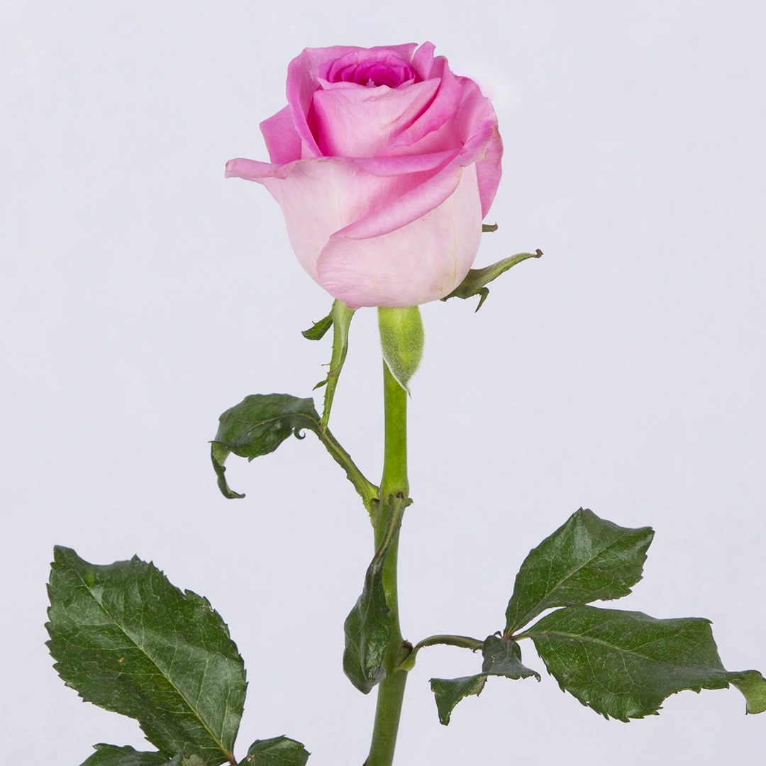 عکس گل رز سفید طبیعی